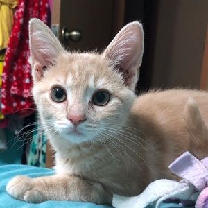 Meet your Posher, Brittany